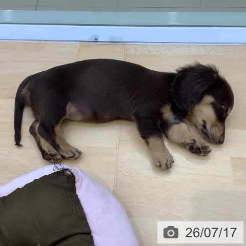 愛知県のミニチュアダックスフンド(ロング) (ペットプラス 三好店/2026年5月9日生まれ/男の子/チョコレートタン)の子犬の3枚目の画像
