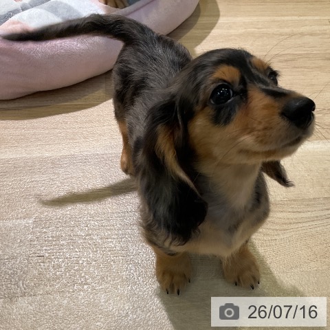 愛知県のミニチュアダックスフンド(ロング) (ペットプラス 岡崎店/2026年5月9日生まれ/男の子/シルバーダップル)の子犬の3枚目の画像