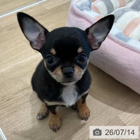 愛知県のチワワ(ロング) (ペットプラス 熱田店/2026年5月10日生まれ/女の子/ブラックタン)の子犬の3枚目の画像