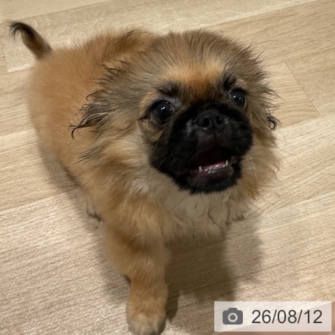 三重県のペキニーズ (ペットプラス 鈴鹿店/2026年5月9日生まれ/女の子/レッド)の子犬の4枚目の画像