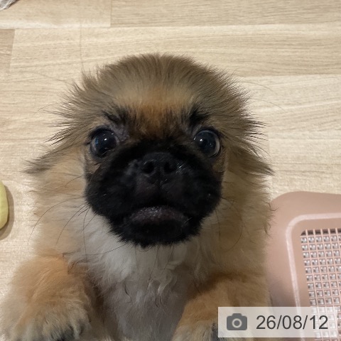 三重県のペキニーズ (ペットプラス 鈴鹿店/2026年5月9日生まれ/女の子/レッド)の子犬の3枚目の画像