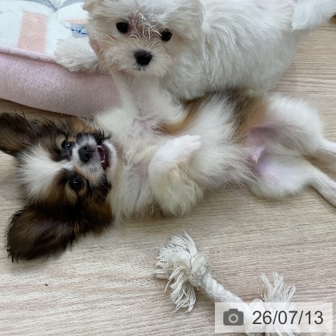 パピヨンの写真