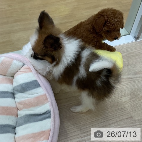 パピヨンの写真