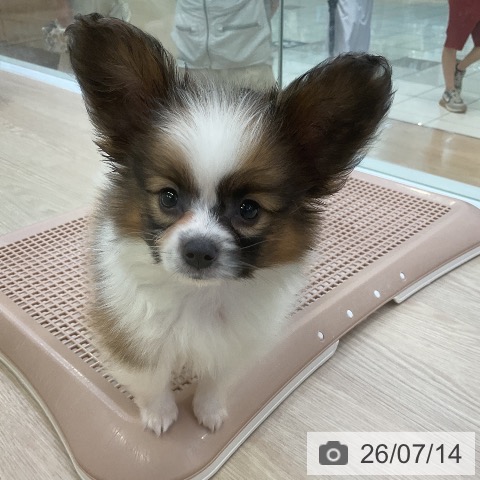 パピヨンの写真