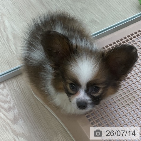 パピヨンの写真