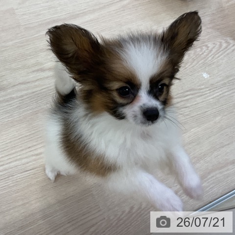 パピヨンの写真