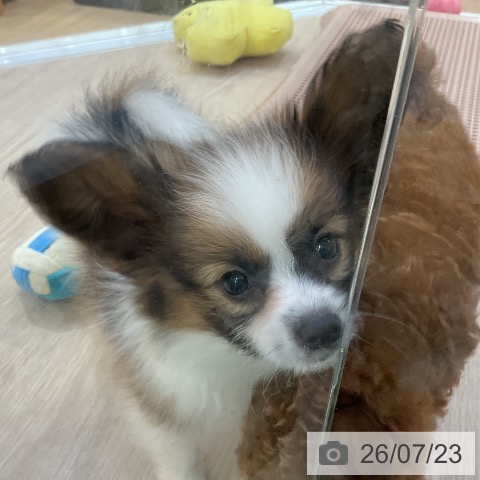 パピヨンの写真