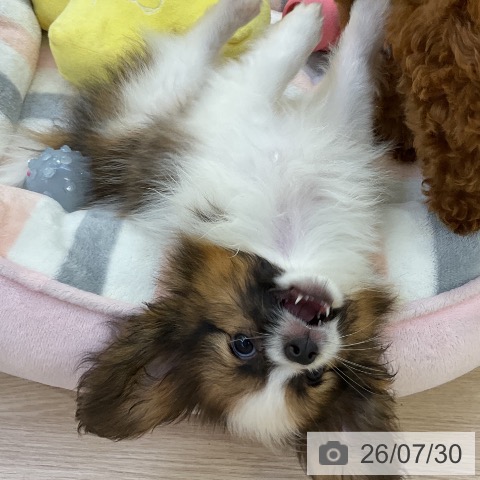 パピヨンの写真