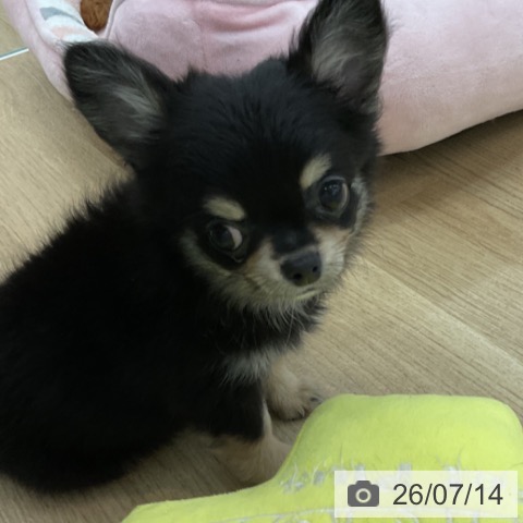 愛知県のチワワ(ロング) (ペットプラス みなと店/2026年4月29日生まれ/男の子/ブラックタン)の子犬の4枚目の画像