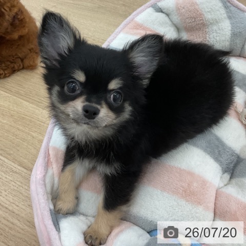 愛知県のチワワ(ロング) (ペットプラス みなと店/2026年4月29日生まれ/男の子/ブラックタン)の子犬の3枚目の画像
