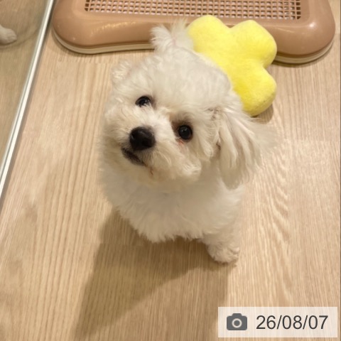 富山県のビションフリーゼ (ペットプラス 高岡店/2026年5月10日生まれ/男の子/ホワイト)の子犬の4枚目の画像