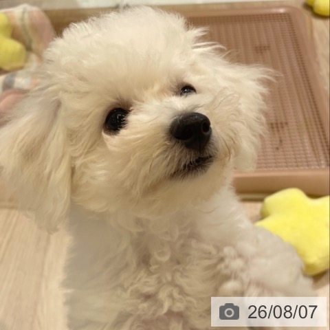 富山県のビションフリーゼ (ペットプラス 高岡店/2026年5月10日生まれ/男の子/ホワイト)の子犬の3枚目の画像