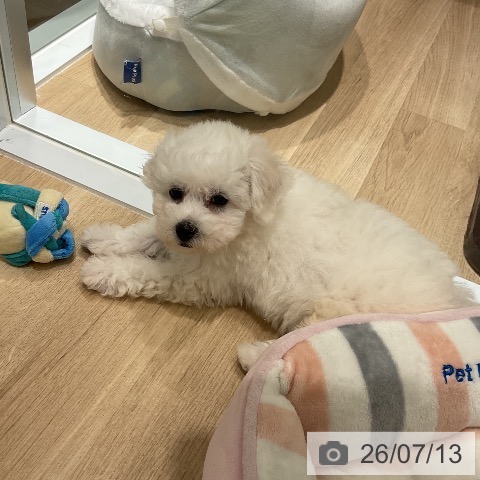 三重県のビションフリーゼ (ペットプラス 鈴鹿店/2026年5月10日生まれ/男の子/ホワイト)の子犬の3枚目の画像