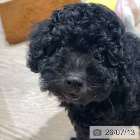 富山県のトイプードル(トイ) (ペットプラス 高岡店/2026年5月8日生まれ/男の子/ブラック)の子犬の4枚目の画像