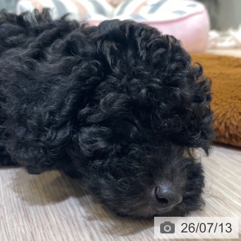 富山県のトイプードル(トイ) (ペットプラス 高岡店/2026年5月8日生まれ/男の子/ブラック)の子犬の3枚目の画像