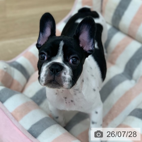 フレンチ・ブルドッグの写真