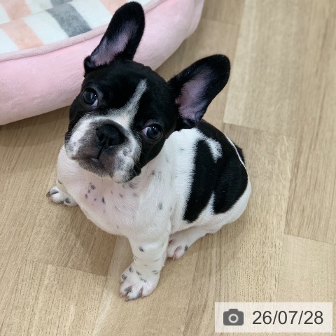 フレンチ・ブルドッグの写真