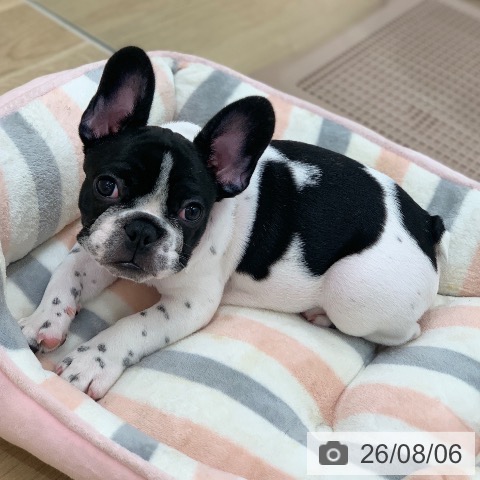 フレンチ・ブルドッグの写真