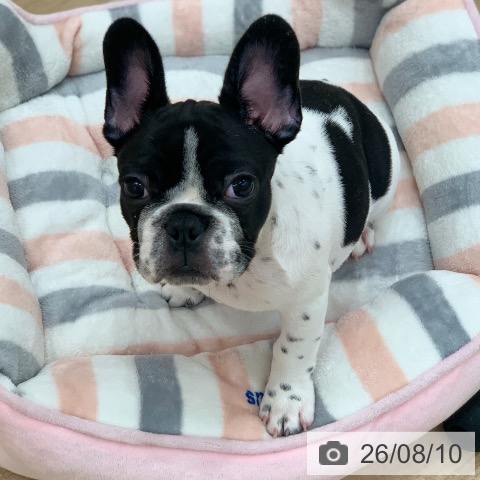 フレンチ・ブルドッグの写真