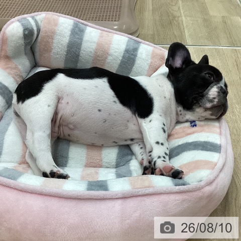 フレンチ・ブルドッグの写真
