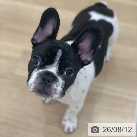 岐阜県のフレンチブルドッグ (ペットプラス 光ケ丘店/2026年5月7日生まれ/男の子/パイド)の子犬の4枚目の画像