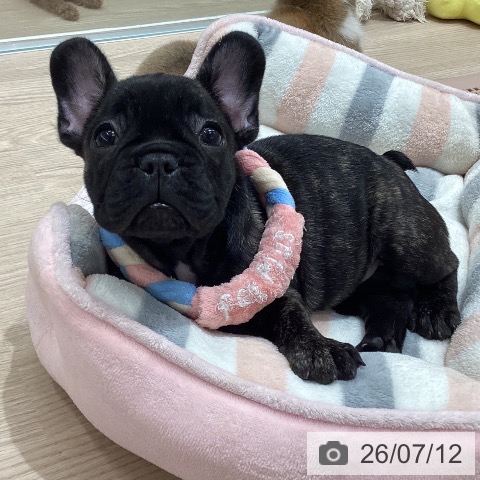 フレンチ・ブルドッグの写真
