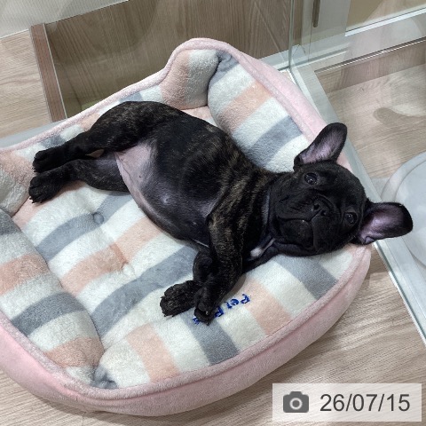 石川県のフレンチブルドッグ (ペットプラス 白山店/2026年5月7日生まれ/女の子/ブリンドル)の子犬の3枚目の画像