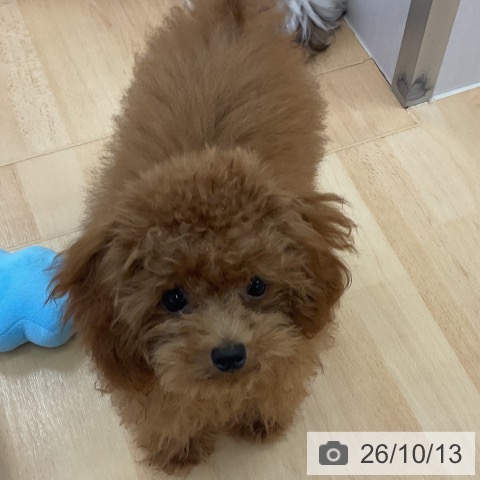 三重県のトイプードル(トイ) (ペットプラス 津南店/2026年4月28日生まれ/男の子/レッド)の子犬の4枚目の画像