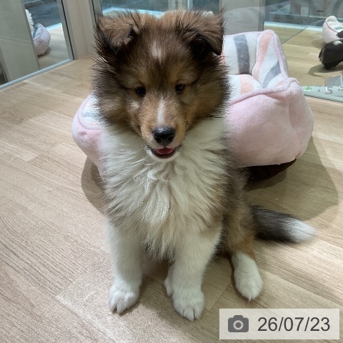 愛知県のシェットランドシープドッグ (ペットプラス 岡崎店/2026年5月7日生まれ/男の子/セーブルホワイト)の子犬の4枚目の画像