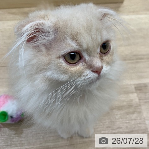 東京都のスコティッシュフォールド (ペットプラス アクアシティお台場店/2026年4月16日生まれ/男の子/クリーム)の子猫の3枚目の画像