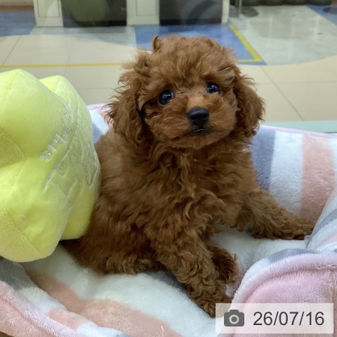 愛知県のトイプードル(トイ) (ペットプラス 三好店/2026年5月12日生まれ/女の子/レッド)の子犬の4枚目の画像