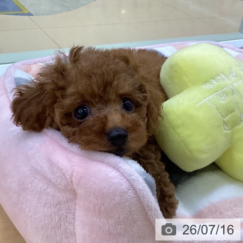愛知県のトイプードル(トイ) (ペットプラス 三好店/2026年5月12日生まれ/女の子/レッド)の子犬の3枚目の画像