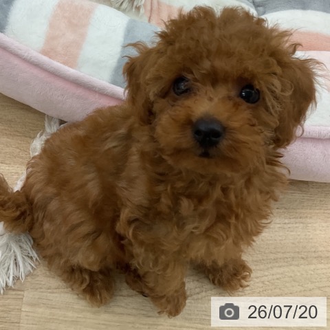 愛知県のトイプードル(トイ) (ペットプラス みなと店/2026年5月12日生まれ/女の子/レッド)の子犬の3枚目の画像