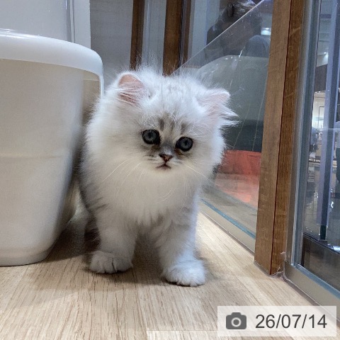 岐阜県のペルシャ (ペットプラス 各務原店/2026年5月10日生まれ/男の子/チンチラシルバー)の子猫の4枚目の画像