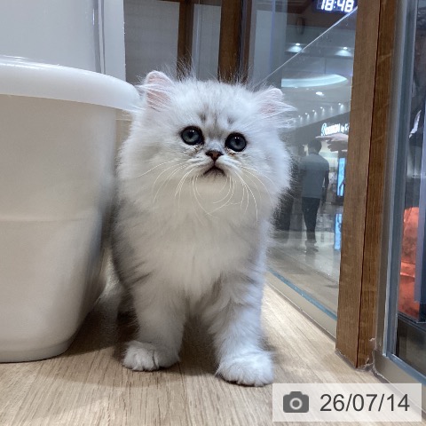 岐阜県のペルシャ (ペットプラス 各務原店/2026年5月10日生まれ/男の子/チンチラシルバー)の子猫の3枚目の画像
