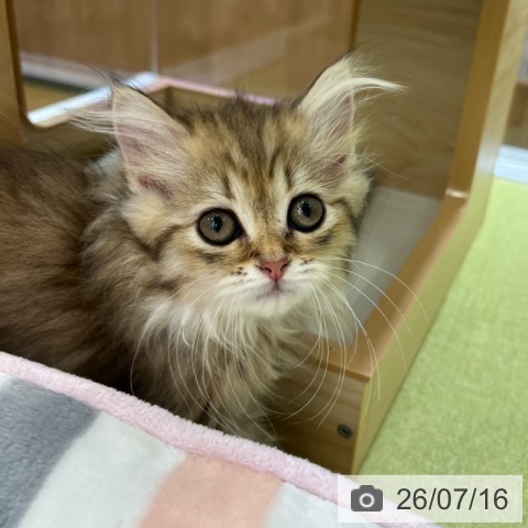 京都府のミヌエット (ペットプラス 京都桂川店/2026年5月10日生まれ/女の子/ブラウンタビー)の子猫の4枚目の画像