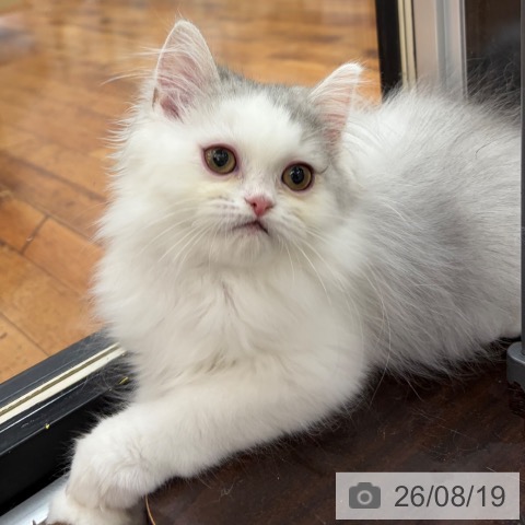 ミヌエットの写真