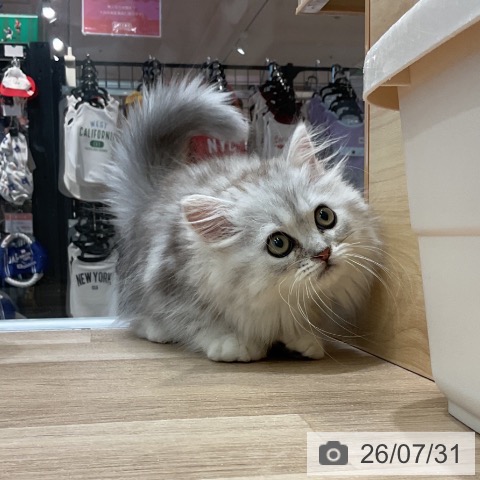ミヌエットの写真