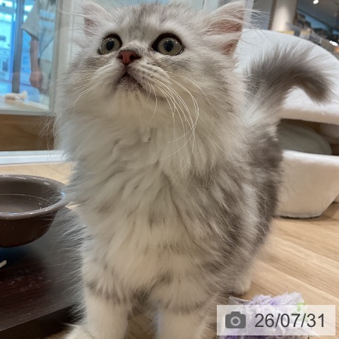 ミヌエットの写真