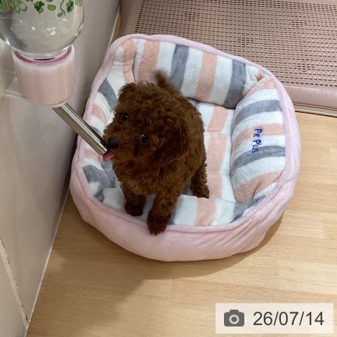 石川県のトイプードル(トイ) (ペットプラス 新小松店/2026年5月13日生まれ/女の子/レッド)の子犬の3枚目の画像