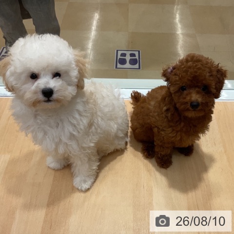石川県のトイプードル(トイ) (ペットプラス 新小松店/2026年5月13日生まれ/女の子/レッド)の子犬の4枚目の画像