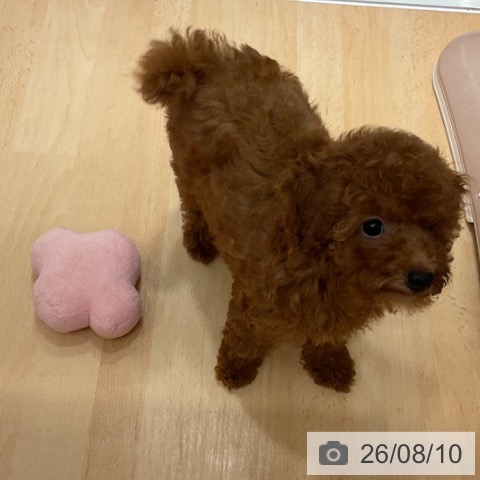 石川県のトイプードル(トイ) (ペットプラス 新小松店/2026年5月13日生まれ/女の子/レッド)の子犬の3枚目の画像
