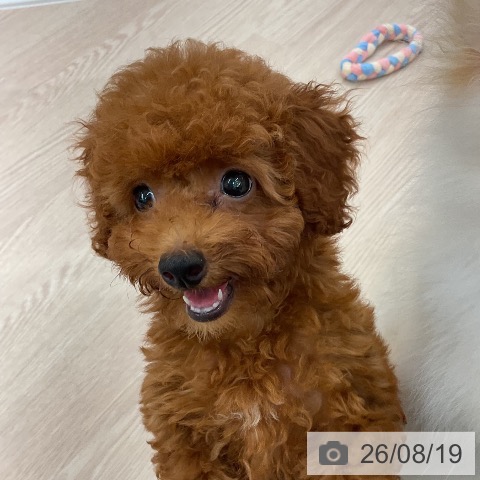 福井県のトイプードル(トイ) (ペットプラス 福井店/2026年5月13日生まれ/女の子/レッド)の子犬の3枚目の画像