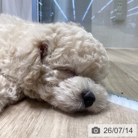 岐阜県のトイプードル(トイ) (ペットプラス 各務原店/2026年5月10日生まれ/男の子/クリーム)の子犬の3枚目の画像