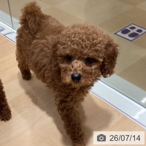 石川県のトイプードル(トイ) (ペットプラス 新小松店/2026年5月11日生まれ/男の子/レッド)の子犬の3枚目の画像