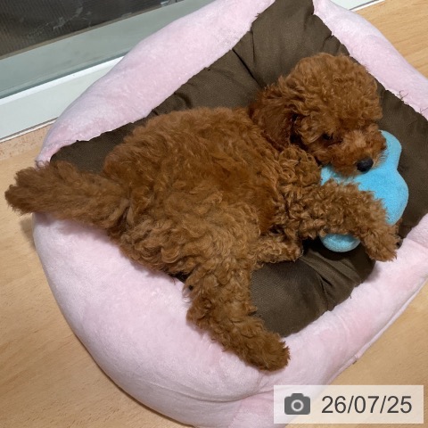石川県のトイプードル(トイ) (ペットプラス 新小松店/2026年5月11日生まれ/男の子/レッド)の子犬の3枚目の画像