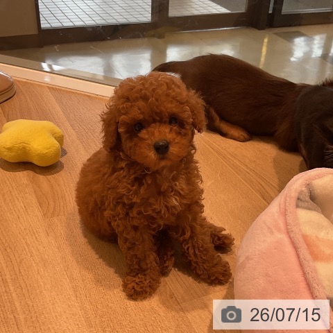 三重県のトイプードル(トイ) (ペットプラス 鈴鹿店/2026年5月11日生まれ/男の子/レッド)の子犬の4枚目の画像