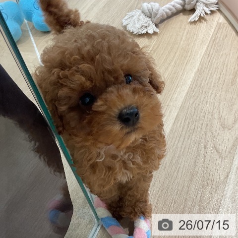 三重県のトイプードル(トイ) (ペットプラス 鈴鹿店/2026年5月11日生まれ/男の子/レッド)の子犬の3枚目の画像