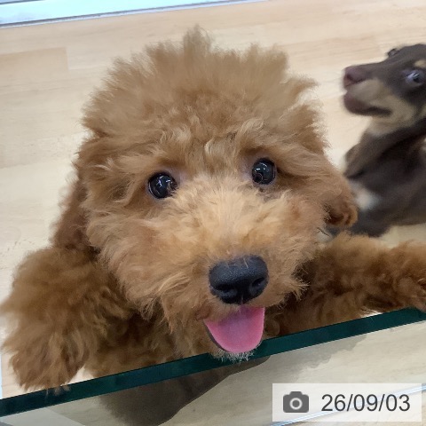 愛知県のトイプードル(トイ) (ペットプラス 三好店/2026年5月11日生まれ/男の子/レッド)の子犬の4枚目の画像