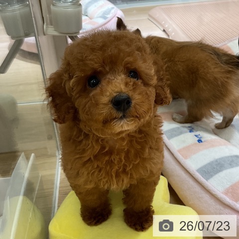 愛知県のトイプードル(トイ) (ペットプラス イオンモール豊川店/2026年5月11日生まれ/男の子/レッド)の子犬の3枚目の画像